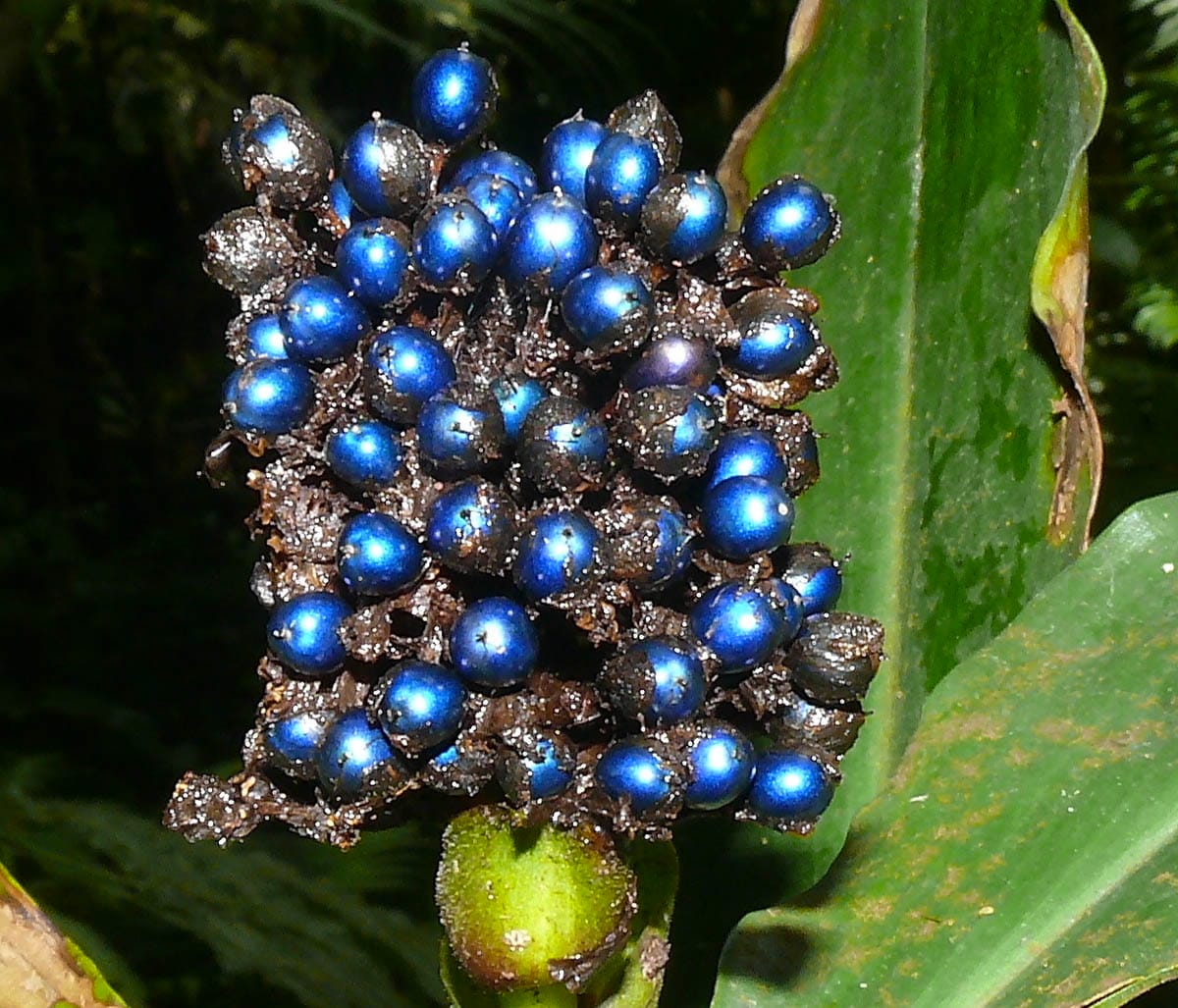 Picture of the Polia Berry
